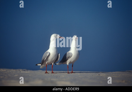 Zwei Möwen, NSW, Australien Stockfoto