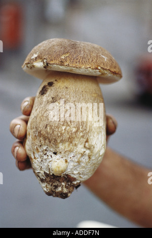 Hand mit Steinpilz Stockfoto