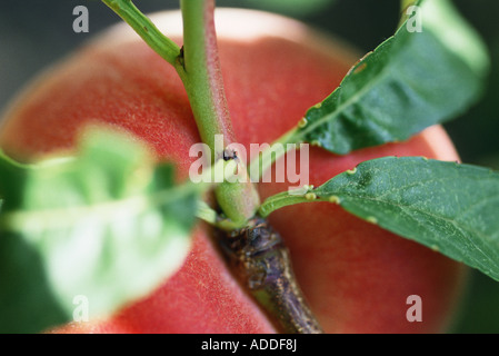 Pfirsich wächst auf Ast, extreme Nahaufnahme Stockfoto