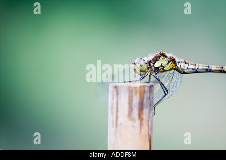 Sympetrum Striolatum. Weibliche gemeinsame Darter Libelle auf einer alten Bambusrohr in einem englischen Garten Stockfoto
