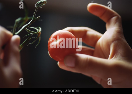 Hände des Kindes nehmen Tomaten von Rebe Stockfoto