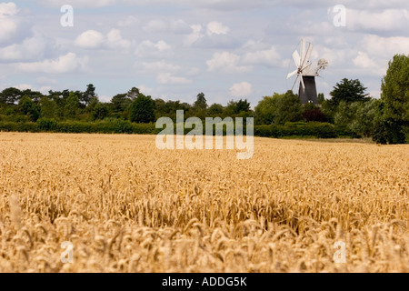 Heckington Windmühle gesehen über eine Reife Weizenfeld Stockfoto