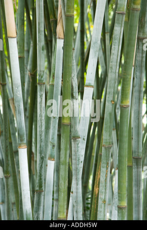 Bambushain, close-up der Stiele aus Bambus Stockfoto