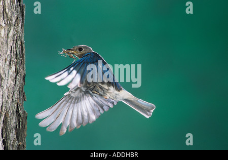 Östlichen Bluebird Sialia Sialis Weibchen im Flug Willacy County Rio Grande Valley Texas USA April 2004 Stockfoto