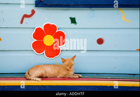 San Pedro Belize A Katze schläft auf einer Bank in der touristischen Stadt von San Pedro Stockfoto