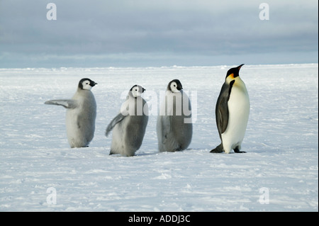 Erwachsenen Kaiserpinguin mit mit drei Küken nach Weddellmeer Drescher Inlet Antarktis Stockfoto