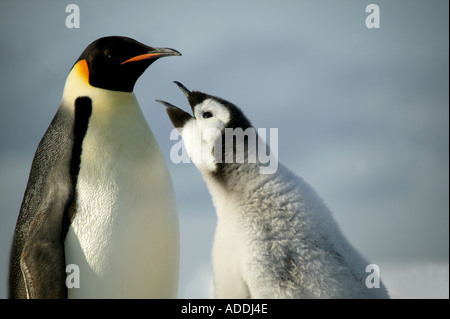 Erwachsenen Kaiserpinguin mit Küken Fragen Halley Bucht Weddellmeer Antarktis gefüttert werden Stockfoto