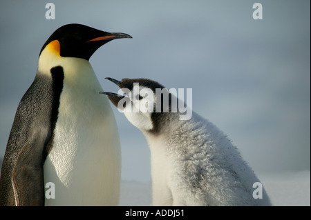 Erwachsenen Kaiserpinguin mit Küken Fragen Halley Bucht Weddellmeer Antarktis gefüttert werden Stockfoto