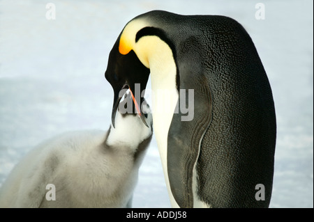 Erwachsenen Kaiserpinguin Fütterung Küken Atka Bay Weddellmeer Antarktis Stockfoto