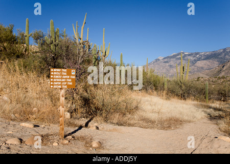 Schilder führen Wanderer zwischen Saguaro Kakteen im Catalina State Park in der Nähe von Tucson, Arizona, USA Stockfoto