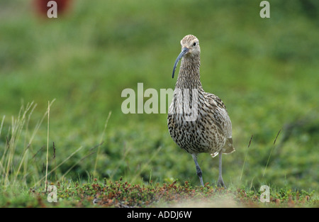 Eurasische Brachvogel Numenius Arquata Erwachsenen Ekkeroy Norwegen Juni 2001 Stockfoto