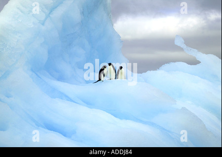 Drei Adelie Pinguine auf blauen Eisberg im Weddellmeer, Antarktis. Stockfoto
