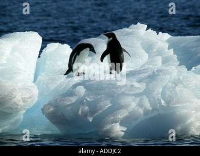 Zwei stehen auf blauen Eisberg am Ufer des Paulet Insel Antarktis Adelie-Pinguine Stockfoto