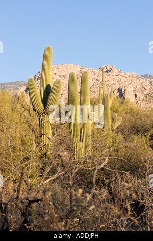 Saguaro-Kakteen wachsen in der Sonora-Wüste im Catalina State Park in der Nähe von Tucson, Arizona, USA Stockfoto