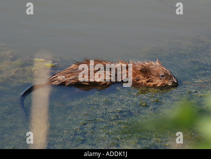 Fütterung der Bisamratte Stockfoto