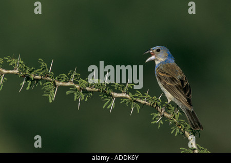 Blaue Kernbeißer Guiraca Caerulea unreifen Mann auf Huisache Starr County Rio Grande Valley Texas USA Mai 2002 Stockfoto