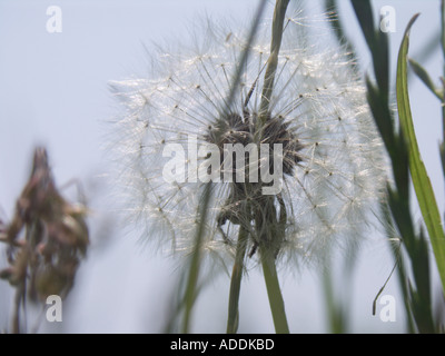 Löwenzahn Samen Uhr schließen Stockfoto
