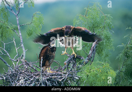 Harris Hawk Parabuteo Unicinctus junge im Nest in Mesquite Baum testen Flügel ca 5 Wochen alt Rio Grande Valley Texas USA Mai Stockfoto