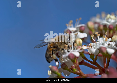 Europäische Honigbiene Apis Mellifera sammeln Nektar Stockfoto