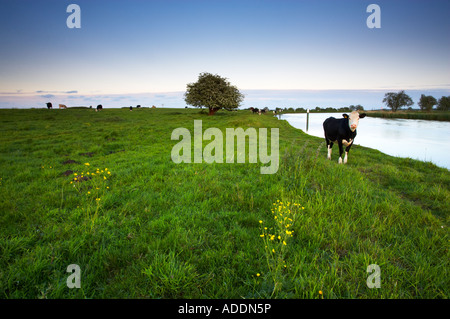 Kuh s Weiden auf dem Gelände des St. Benet s Abtei in den Norfolk Broads Stockfoto