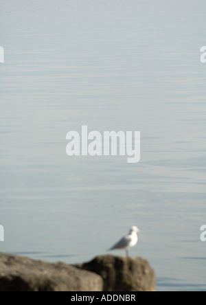 Möwe auf Felsen nahe am Wasser gelegen Stockfoto