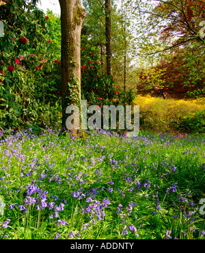 Teppich aus Glockenblumen in einem dünn bewaldeten Wäldchen Stockfoto