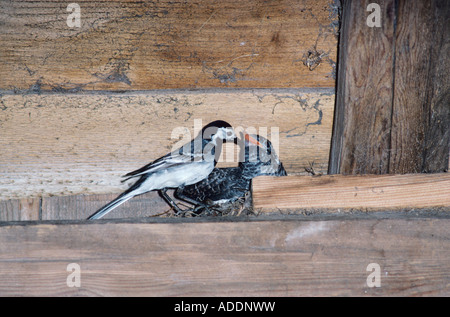 Bachstelze, die jungen im Nest im Stall Brut Schädlingsarten Rothenthurm Schweiz füttert, Mai 1991 Stockfoto