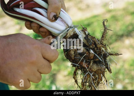 Hände halten Radicchio, Wurzeln abschneiden Stockfoto