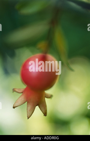 Granatapfel auf Baum Stockfoto