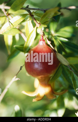 Granatapfel auf Baum Stockfoto