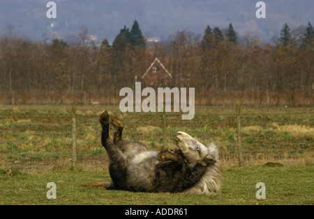 Eriskay Pony keltische seltene Rasse aus den Äußeren Hebriden Schottland HOMER SYKES Stockfoto