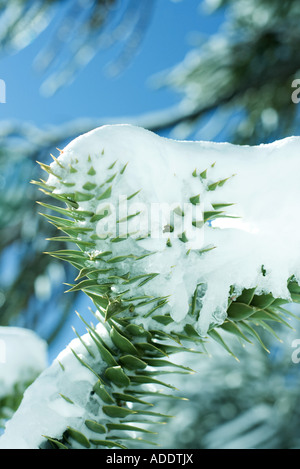 Affe Puzzle Ast mit Schnee bedeckt Stockfoto