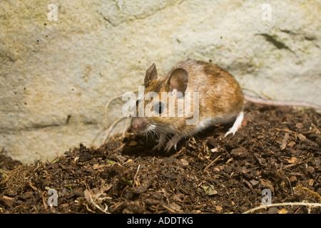 Long-tailed Feldmaus, Apodemus sylvaticus Stockfoto