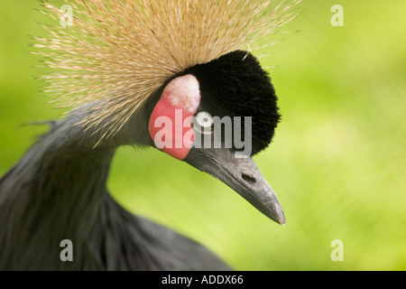 Westafrikanischen gekrönt Kran Stockfoto