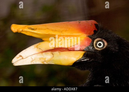 Große indische Hornbill Buceros bicornis Stockfoto