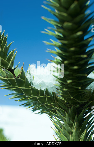 Schnee auf Monkey puzzle Äste, close-up Stockfoto