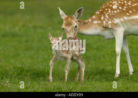 Damhirsch Dama dama Stockfoto