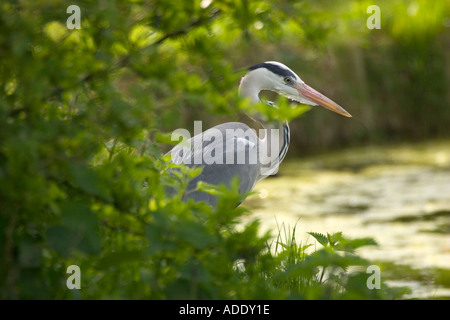 Graureiher auf der Suche Stockfoto