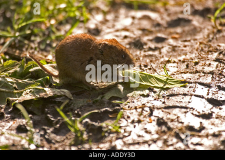 Bank Wühlmaus Clethrionomys Glareolus Fütterung neben Weg Stockfoto