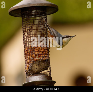 Kleiber auf Erdnuss Feeder Sitta europaea Stockfoto