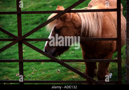Shetland-Pony suchen durch rostige Metall Tor suchen folorn Stockfoto