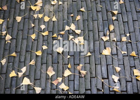 Ginkgo Blätter auf der Steinoberfläche Stockfoto
