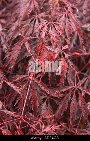 Japanischer Ahorn Baum Acer Palmatum Stockfoto