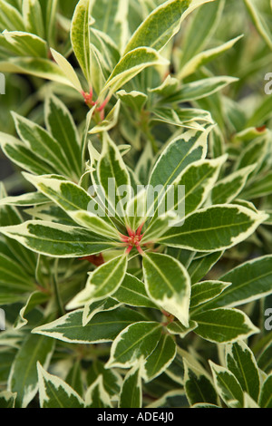 Pieris Japonica Flaming Silber Stockfoto