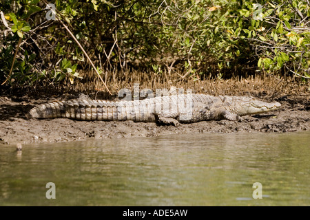 Krokodil sonnt sich in der Sonne am Ufer des Flusses Allahein Fluss beliebt bei Vogelbeobachter in südlich von Gambia Stockfoto