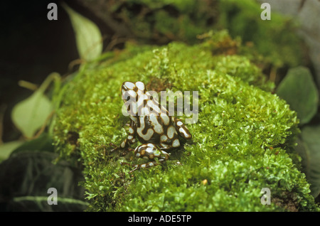grüne und schwarze Pfeilgiftfrosch / Dendrobates Auratus Stockfoto
