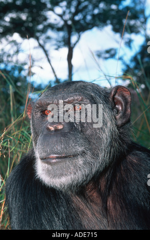 Schimpansen Pan Troglodytes, die oft Erwachsene beider Geschlechter haben einen weichen weißen Bart Westliches Zentralafrika Stockfoto