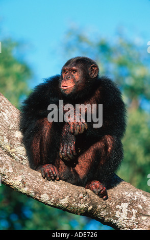 Schimpansen Pan Troglodytes sind arboreal terrestrischen Westliches Zentralafrika Stockfoto