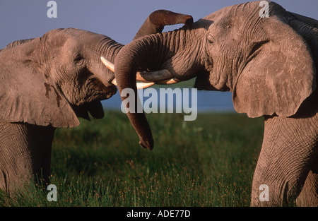 Afrikanischer Elefant Loxodonta Africana Jungbullen spielen kämpfen Amboseli-Nationalpark Kenia Stockfoto