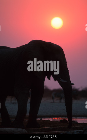 Afrikanischer Elefant Loxodonta Africana Silhouette gegen Sonnenaufgang Etosha N P Namibia Stockfoto